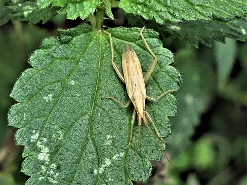 Stenodema laevigata